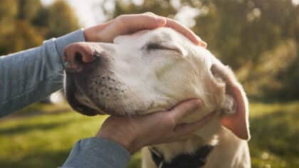 Que signifie lorsqu’une personne préfère les chiens aux gens selon la psychologie