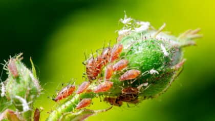 Terminé les pucerons sur vos rosiers avec cette plante de potager: peu de jardiniers sont au courant
