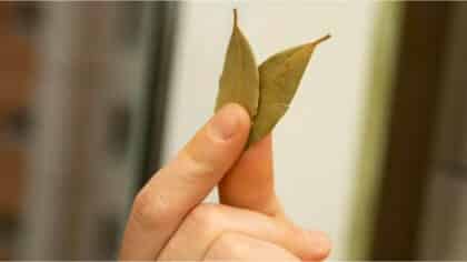 Tout le monde met une feuille de laurier dans cet endroit de la maison : les bienfaits méconnus