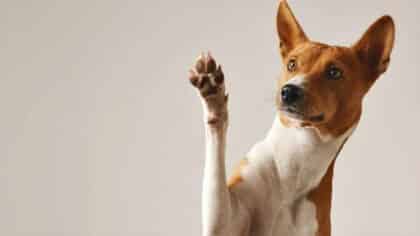 Un vétérinaire alerte : si votre chien fait cela tout le temps, c’est un signe qui doit vous alarmer