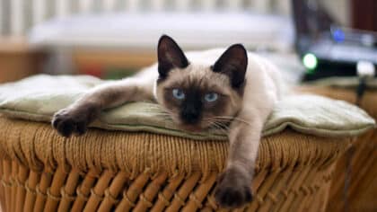 une-personne-qui-aime-les-chats-possede-ces-traits-et-caracteristiques-selon-les-psychologues