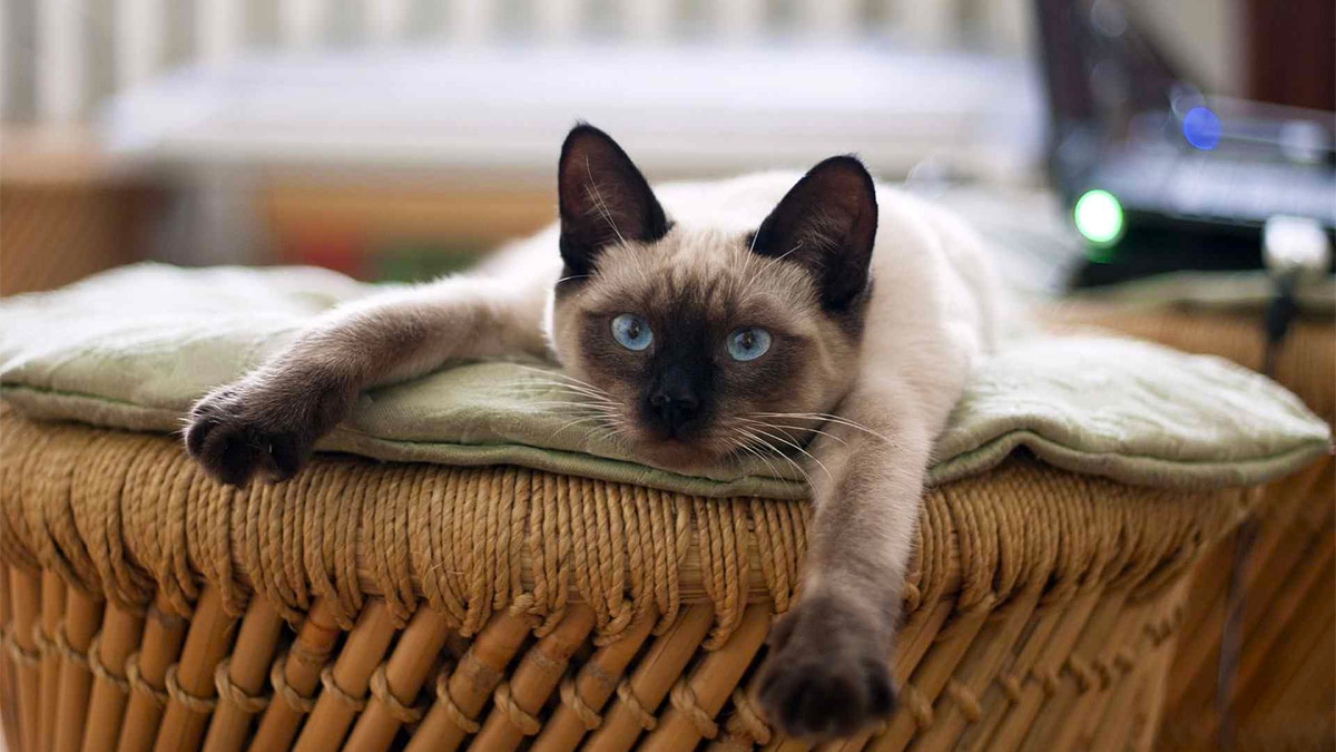 une-personne-qui-aime-les-chats-possede-ces-traits-et-caracteristiques-selon-les-psychologues