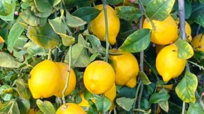Une tranche de citron : l’astuce infaillible qui va changer votre été
