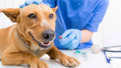 Votre chien est en danger : les vétérinaires mettent en garde contre ce que nous faisons tous