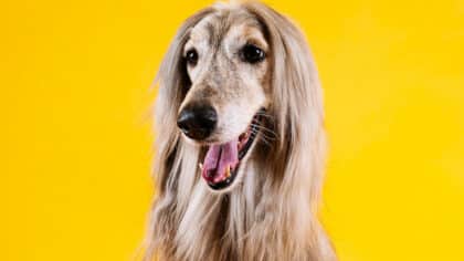 Votre chien vous suit-il partout ? Voici ce que cela signifie