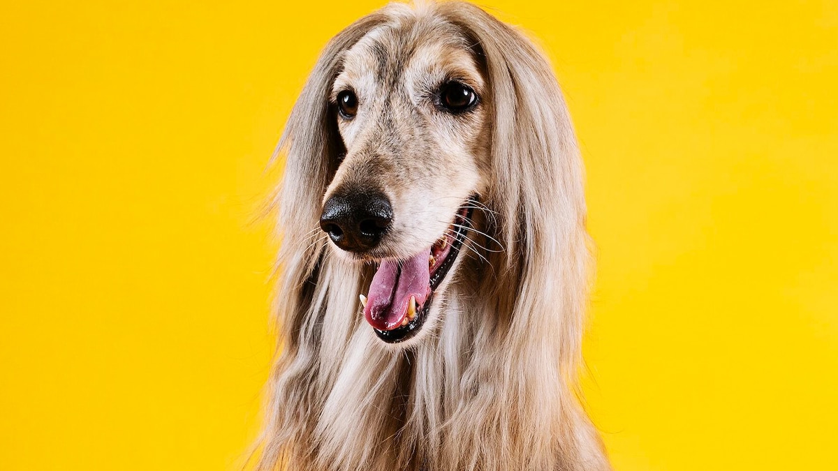 Votre chien vous suit-il partout ? Voici ce que cela signifie