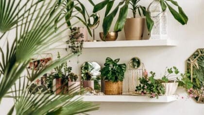 Vous avez juste besoin de bicarbonate: l'astuce pour que vos plantes d'intérieur poussent saines et fortes