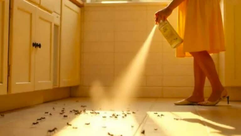Vous avez toujours mal fait : l’astuce efficace pour empêcher les fourmis d’entrer chez vous cet été