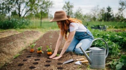 Canicule, restrictions d’eau : ces légumes font un carton chez les jardiniers malins