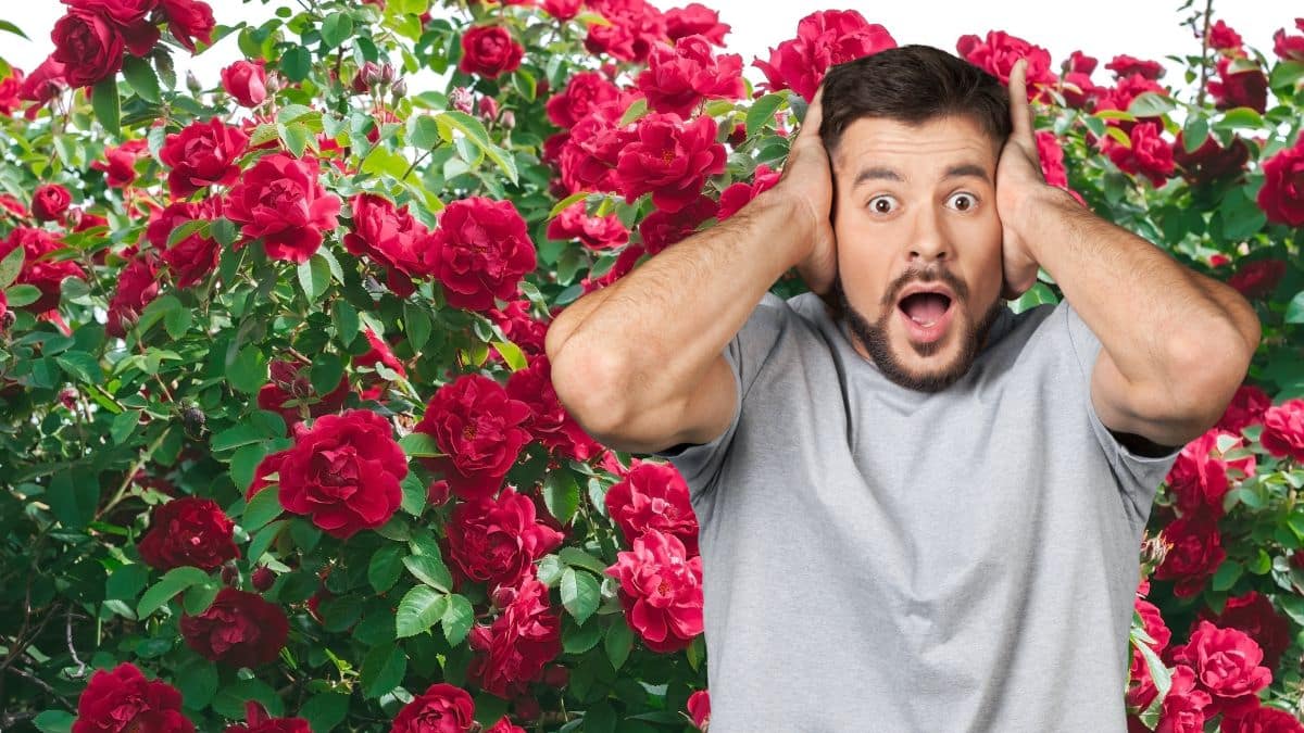 Ce geste super simple à mettre en place pour protéger tous vos rosiers des pucerons rapidement