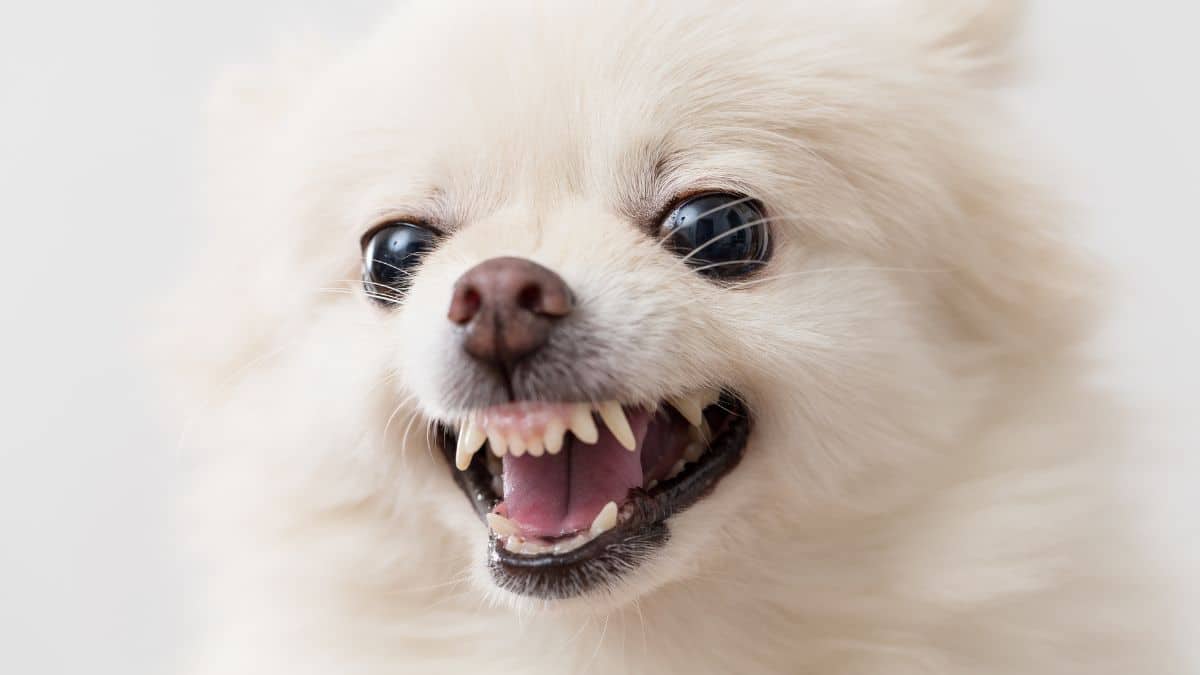 Cette astuce de vétérinaire pour apprendre rapidement à votre chien d'arrêter d'aboyer