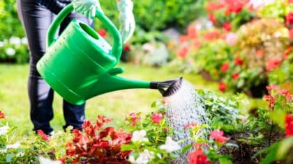 Comment garder vos plantes en pleine forme pendant les vacances : astuces de grand-mère et techniques d’arrosage facile