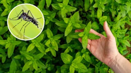 Je suis jardinier et c’est la plante que vous devriez avoir chez vous en été pour repousser les moustiques