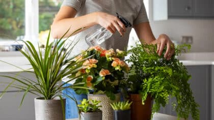 Je suis jardinier je recommande toujours de mettre cette plante dans votre maison pour repousser les moustiques cet été