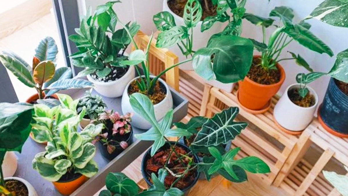 L’astuce de grand-mère pour faire pousser les plantes en 2 jours : un engrais maison facile à faire soi-même