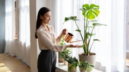 Vos plantes d’intérieur vous diront merci, ce geste simple avec du bicarbonate de soude booste leur santé en 24h