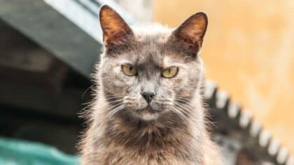 Votre chat est peut-être en danger sans que vous le sachiez, les vétérinaires lancent l’alerte