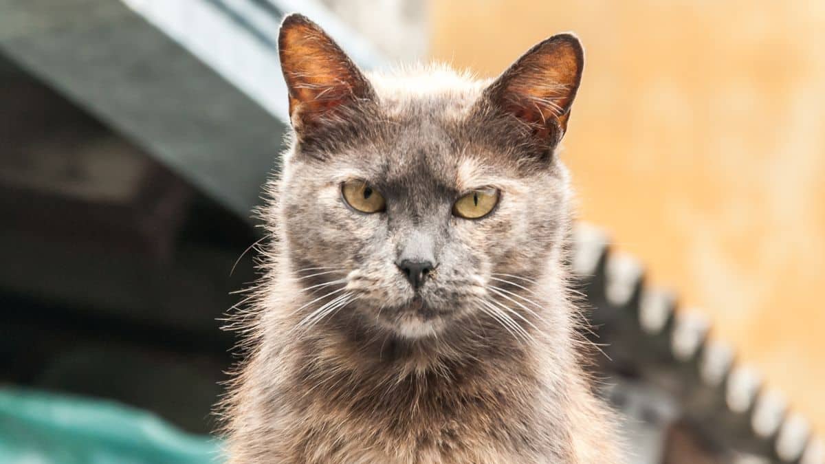 Votre chat est peut-être en danger sans que vous le sachiez, les vétérinaires lancent l’alerte