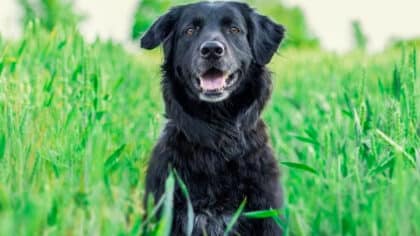 Votre chien pourrait vous sauver la vie : les maladies qu'il peut détecter avant tout médecin