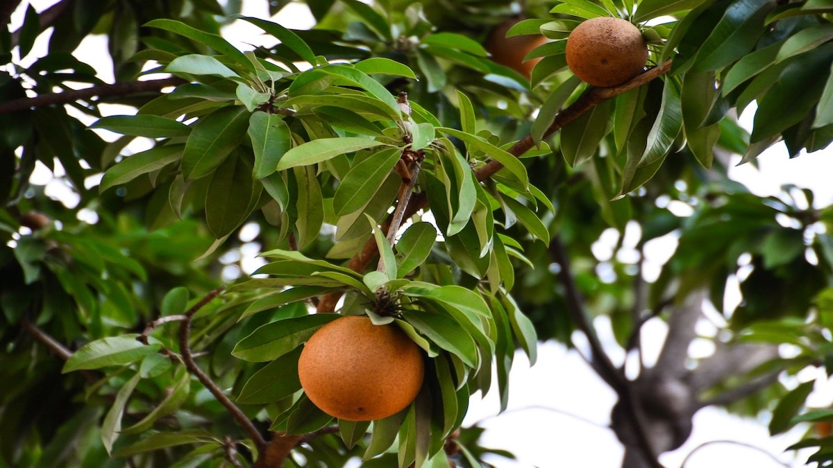 Fruit méconnu aux multiples usages : Décryptage du néflier et de ses applications surprenantes