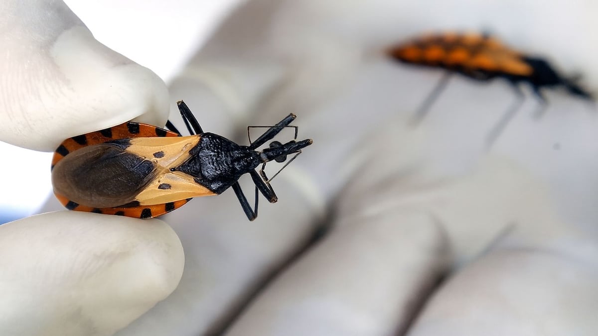 Maladie de Chagas : symptômes, origines et prévention