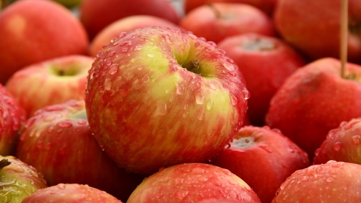 Ce que personne ne vous a dit sur les pommes : un bouclier naturel contre le cancer et les maladies cardiaques