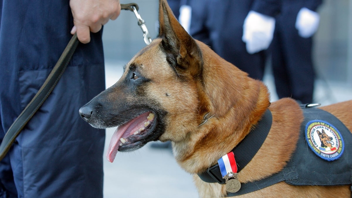 Le chien K9 n'arrêtait pas d'aboyer dans la chambre 207 d'un hôpital. Ce qu'ils ont découvert a laissé tout le monde sidéré 