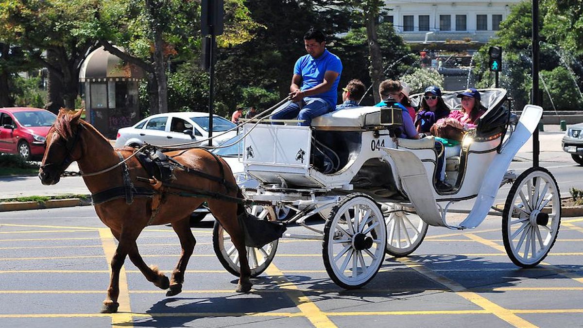 Scandaleux ! Un cheval s'effondre alors qu'il transportait des touristes dans une calèche, et personne n'est venu l'aider