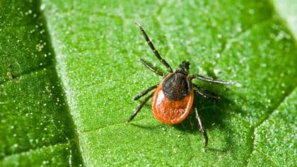 Avez-vous ces trois plantes chez vous ? Elles pourraient attirer les tiques sans que vous le sachiez