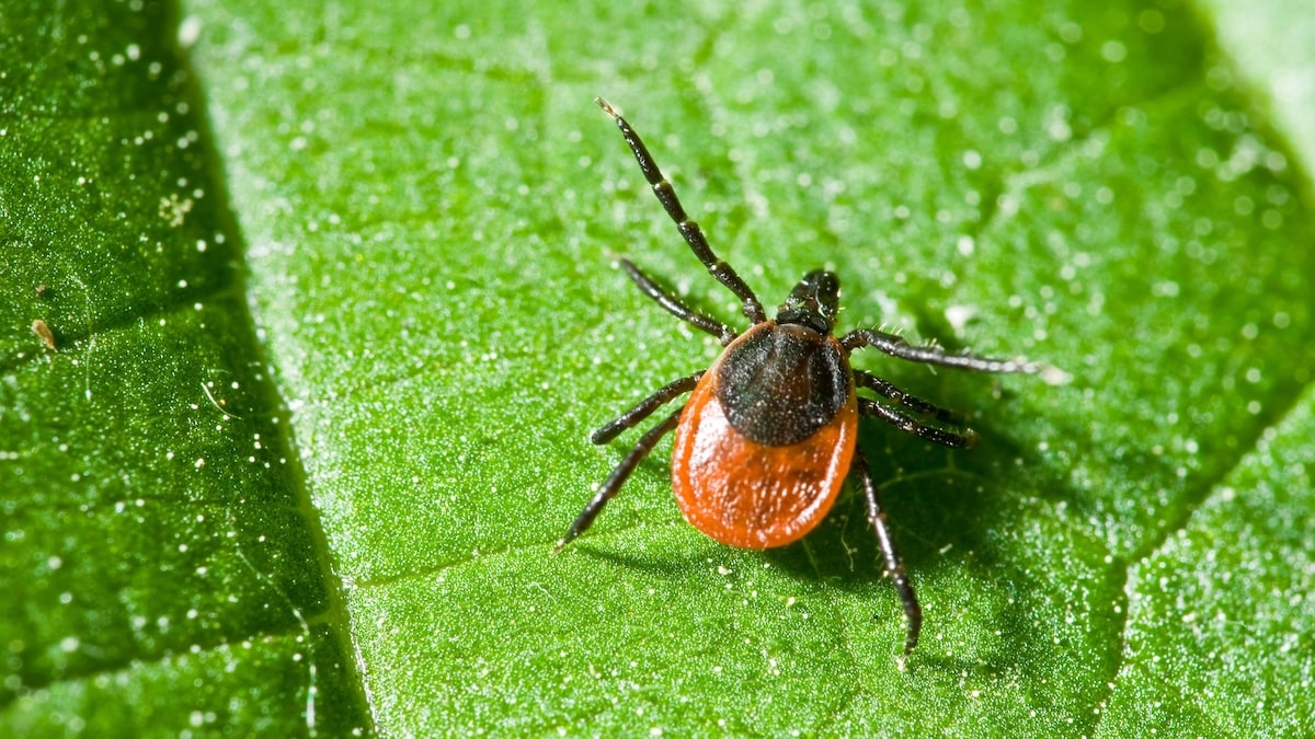 Avez-vous ces trois plantes chez vous ? Elles pourraient attirer les tiques sans que vous le sachiez