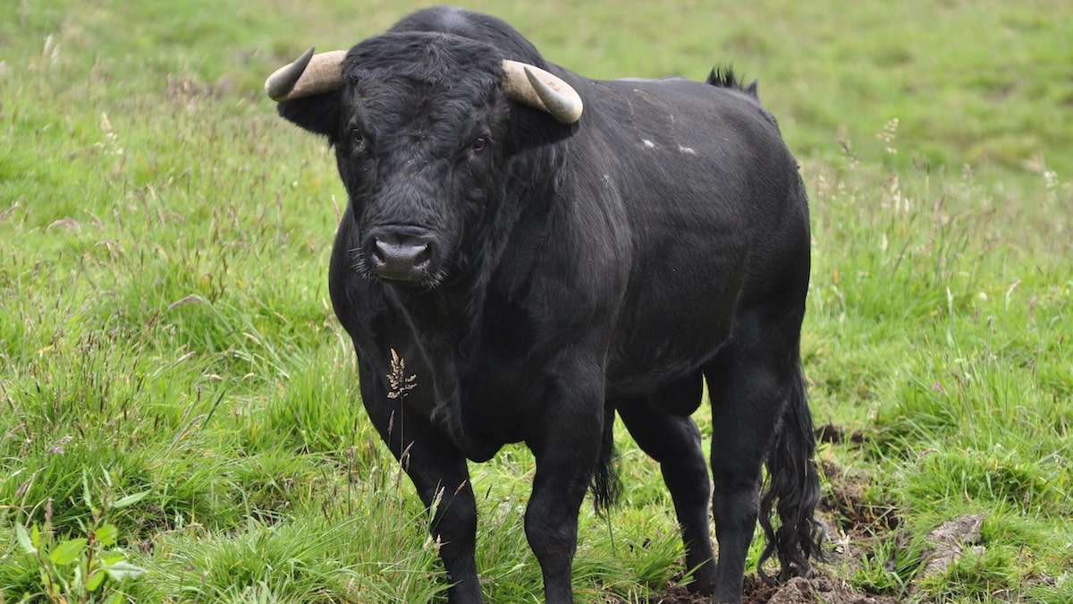 Polémique en Belgique : Un agriculteur utilise un taureau pour expulser les voyageurs qui ont envahi son champ