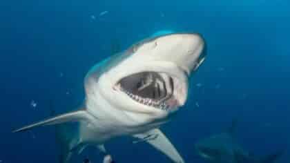 Un requin géant a été capturé au large de la côte Est. Personne n'y croyait ; les gens étaient terrifiés
