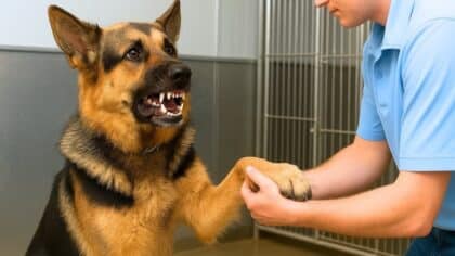 Un chien errant est arrivé à l'hôpital avec un sac noir. Ce qu'il a trouvé à l'intérieur a surpris tout le monde