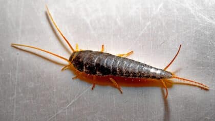 Si vous voyez cet insecte chez vous, soyez très prudent ! Cela pourrait être grave