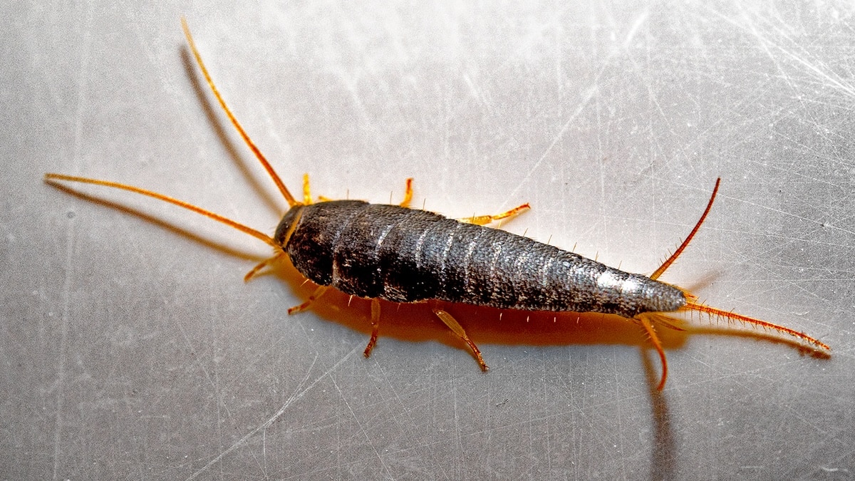 Si vous voyez cet insecte chez vous, soyez très prudent ! Cela pourrait être grave