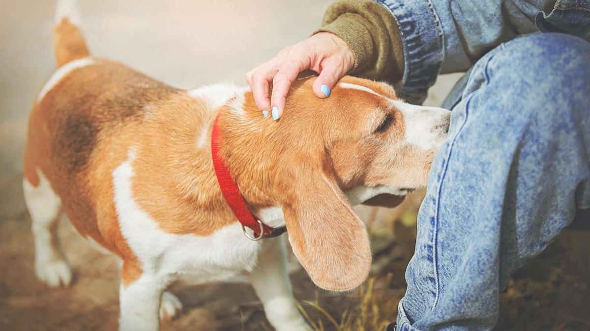 Savez-vous pourquoi les chiens reniflent votre entrejambe ? La raison scientifique est surprenante