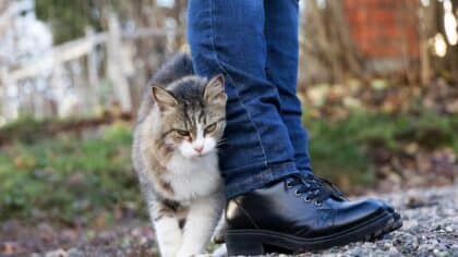 Quand votre chat se frotte contre vous, voici ce que cela signifie réellement