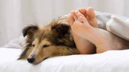 Pourquoi votre chien veut-il dormir dans votre lit ? Cette raison va vous surprendre