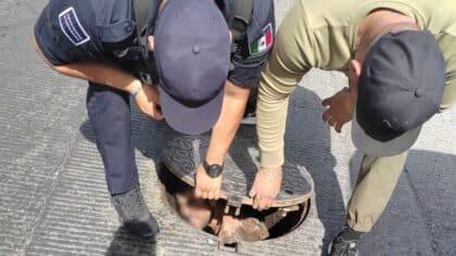 Un homme sauvé après avoir été coincé dans un égout pendant quatre jours