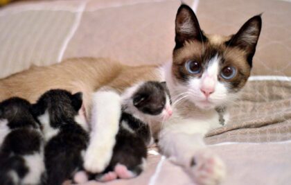 Ma chatte m'a apporté cinq chiots de la rue. Quelques jours plus tard, la police est arrivée. Ce qu'ils ont découvert m'a laissé sans voix