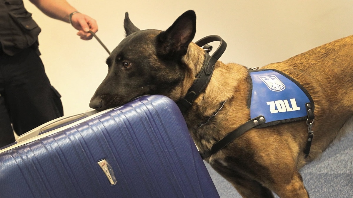 Un chien n'arrête pas d'aboyer sur une femme enceinte. La découverte de la police a laissé tout le monde sous le choc