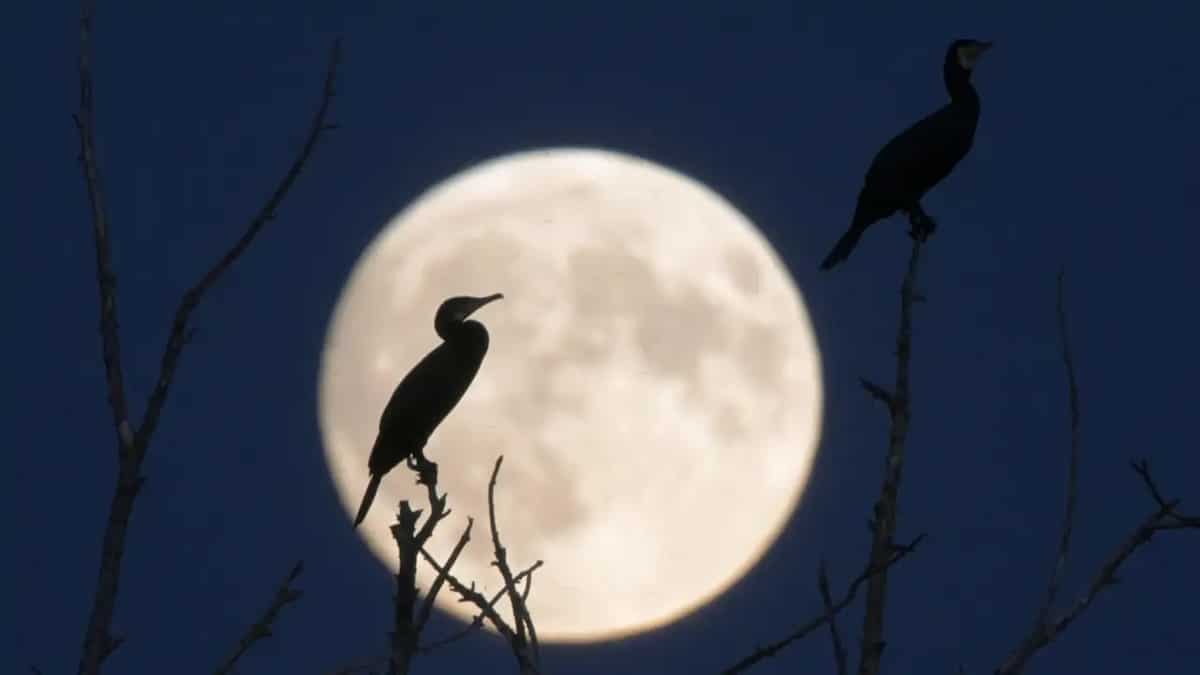 Pleine Lune d'octobre 2025 : Ces 3 signes du zodiaque verront un changement dans leur vie, ils passeront des nuits blanches